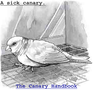 Sick Canary Symptoms